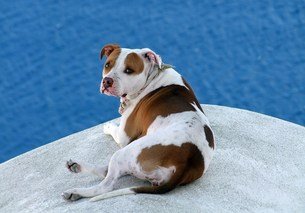 big brown dog