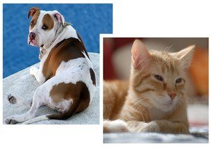 My pets