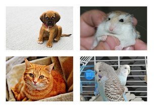 pets