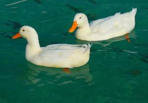 ducks