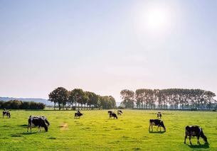 farm