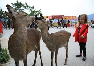 look at animals