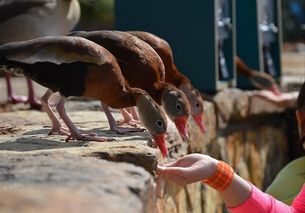 feed ducks