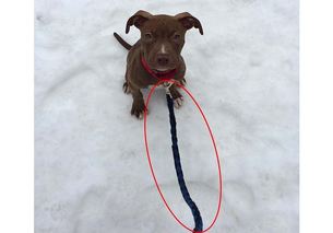 leash