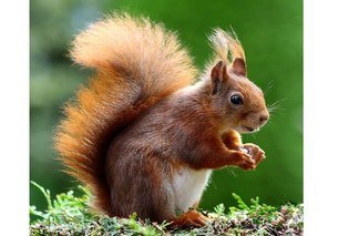 squirrel