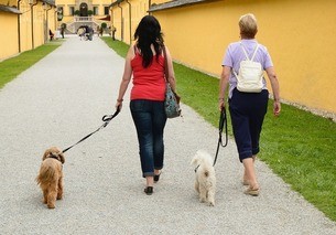 walk dog