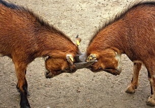 fight