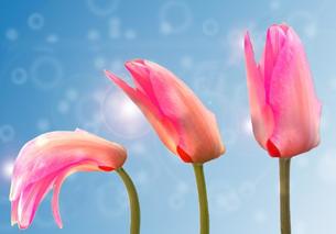 bloom