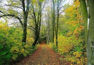 forest
