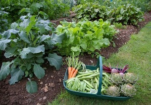 vegetable garden