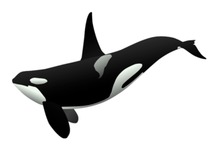 whale