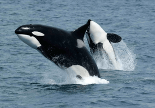 whales in the ocean