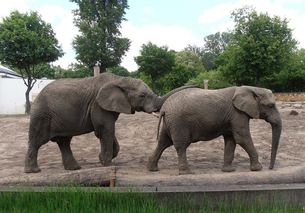 elephant