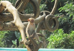 monkey