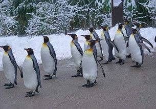 penguins