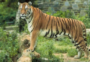 tiger