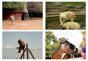 zoo