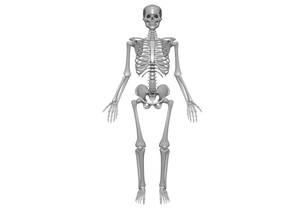 bone