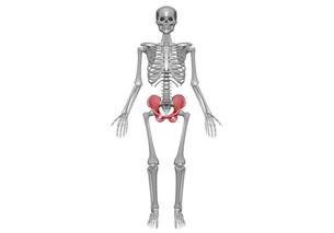 hip