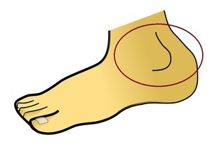 ankle