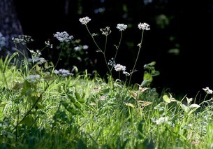 weeds
