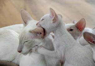 bite