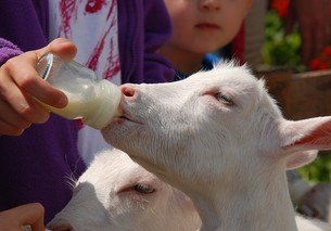 feed the animals