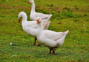 goose