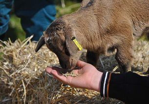petting zoo
