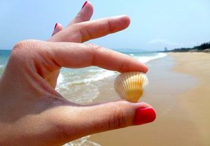 seashell