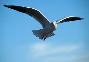 bird