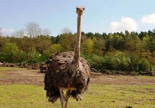 ostrich