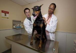 checkup