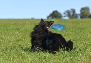 frisbee