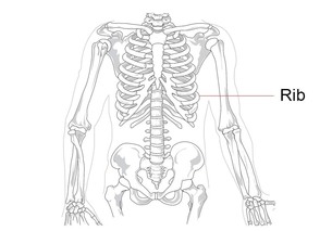 rib
