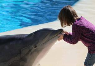 dolphins