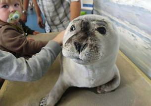 seals