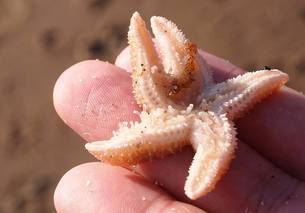 starfish