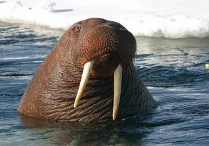 walruses