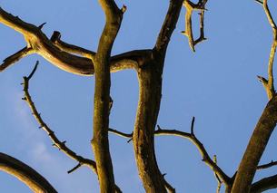 branches