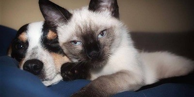 My Pets