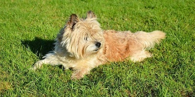 A Lost Dog