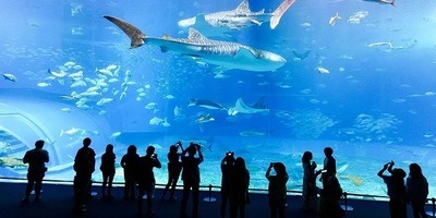 Field Trip to the Aquarium