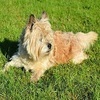 A Lost Dog