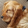 Sleeping and Dreams