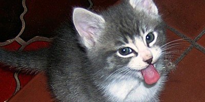 Cat Got Your Tongue
