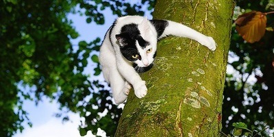 Hang In There