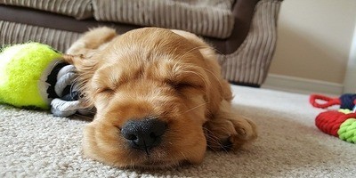 Bringing Home a Pet
