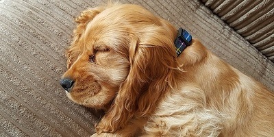 Sleeping and Dreams