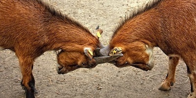 Tell me about a time you had a big disagreement with your boss.